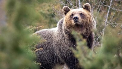 İnsanlara Yakın Yaşamak, Ayıların Genlerini ve Davranışlarını Etkiliyor Olabilir!