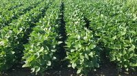 Soybean marketplace remains quiet despite positive export news | Iowa Agribusiness Radio Network