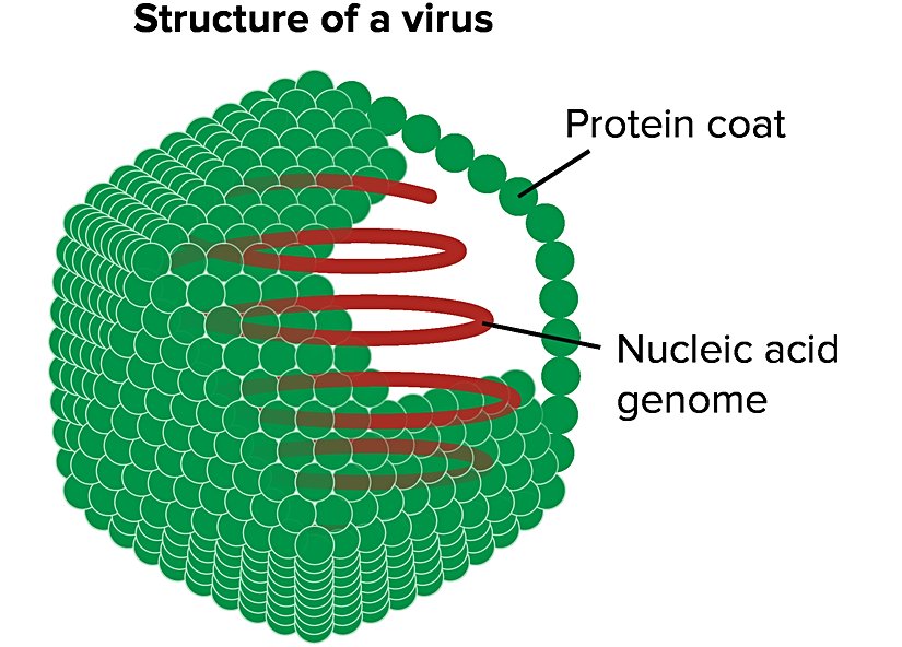Bir virüsü gösteren şema. Virüs, bir dış protein kılıfının içindeki nükleik asit genomundan oluşur.     Görselin uyarlandığı kaynak: "Enveloped icosahedral virus," Anderson Brito (CC BY-SA 3,0. Uyarlanmış görsel CC BY-SA 3,0 lisanslıdır.