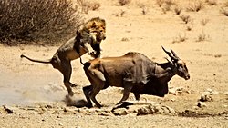 Vahşi Hayvanlar da Travma Sonrası Stres Bozukluğu Yaşıyor Olabilir mi?