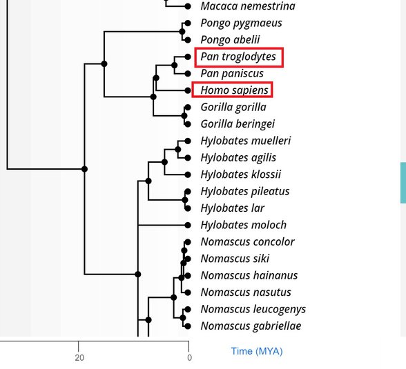 Bu çalışmalardan birini paylaşıyorum, beklenildiği gibi şempanze ve insan diğer türlere kıyasla daha yakın akrabadır.