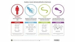 Kan Kimyası ve Kan Renkleri: Her Canlının Kanı Kırmızı Değildir!