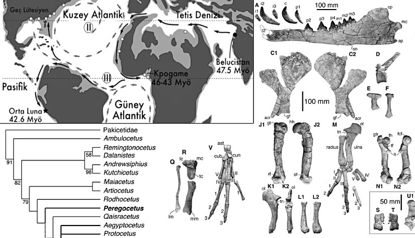 Peregocetus pacificus türüne ait bulunan (haritada yıldız işareti) kemikler, göç yolları ve taksonomisi.