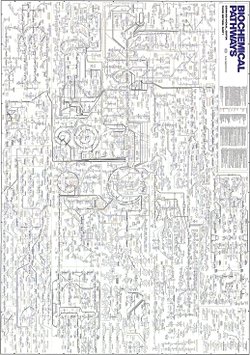 Neden canlılar çok karmaşıktır?