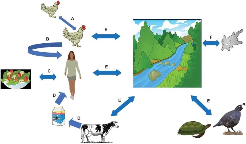 Campylobacter'in kaynakları ve yayılması