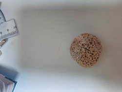 Deniz  fosili mi? Kaç yıllıktır?