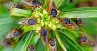 The cicadas are coming. But this year’s brood is in only one part of Georgia