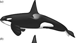 KATİL BALİNALAR VE SU PARKLARI