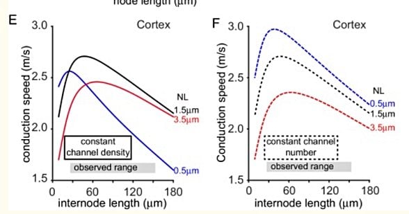 Ranvier boğumu sayısı (internode uzunluğu) ile sinyal iletim hızı arasındaki ilişki
