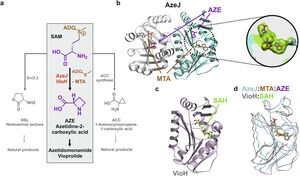 Research Unveils Mechanisms Behind Azetidine-2-Carboxylic Acid Biosynthesis