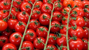 Supermarkets Face Backlash Over ‘Italian’ Tomato Products Linked To Forced Labor