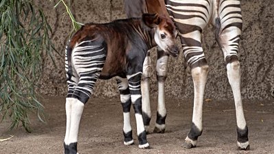 2013 Yılında Soyu Tükenme Tehlikesi Altında Olan Canlıların Sayısı Arttı!