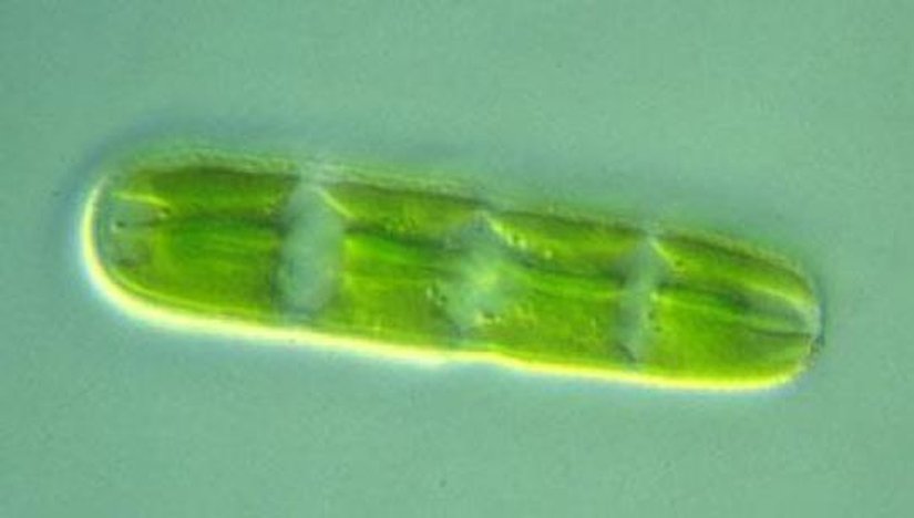 Tek hücreli bir alg