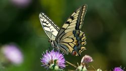 Pul Kanatlılar (Lepidoptera)