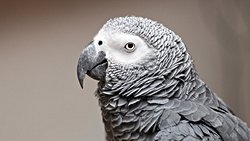 Zeki Papağan Alex ve Dil Becerisi, İnsan Harici Hayvanların Zekasına Işık Tuttu!