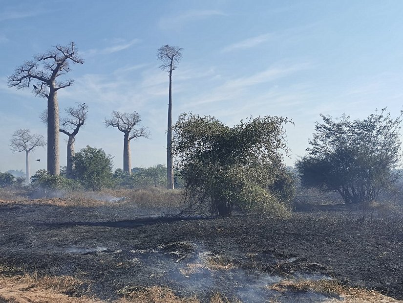 "Tavy" alanları için ilk olarak ağaçlar kesiliyor. Daha sonra ise bu alan yakılarak toprak tarıma uygun hale getiriliyor. Resimdeki baobab ağaçları ise bu kesimden kurtulan tek ağaç türü. Bunun ise iki nedeni var; birincisi, baobab ağaçlarının kesiminin oldukça zor olması. Bu nedenle bu ağaçları kesmiyorlar. Bir diğer neden ise bazı bölgelerde, bu ağaçların kutsal sayılması. "Sakalava" halkına göre baobablar, ormanın "anası", bu nedenle bu ağaçları kesmiyorlar.