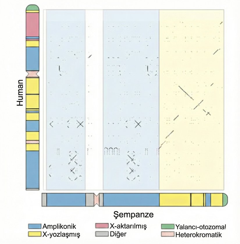 Şekil 2: İnsan ve şempanze MSY’lerinin nokta grafiği (dot plot) analizi. Grafik, insan (Y ekseninde gösterilmiştir) ve şempanze (X ekseninde gösterilmiştir) MSY dizilerinin karşılaştırılmasıyla oluşturulmuştur ve dizilerde karşılık gelen konumlarda %100 özdeşlik gösteren her 100 baz çifti (100 bp) penceresi için bir nokta işaretlenmiştir. İnsan ve şempanze Y kromozomlarının şematik diyagramları, dizilim sınıflarını göstermek üzere renk kodlarıyla sunulmuştur. Grafikteki renkli gölgelendirme, şempanze dizisindeki dizilim sınıflarına karşılık gelerek, ağırlıklı olarak amplikonik (solda) ve X-dejenere (sağda) bölgelerdeki yeniden düzenlenme ve dizi korunumu derecesini karşılaştırmalı olarak ortaya koymaktadır.