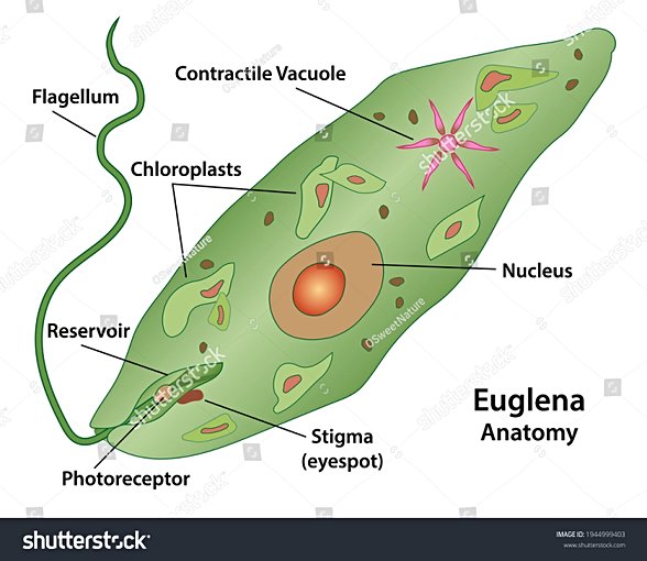 Öglena Fotoreseptör