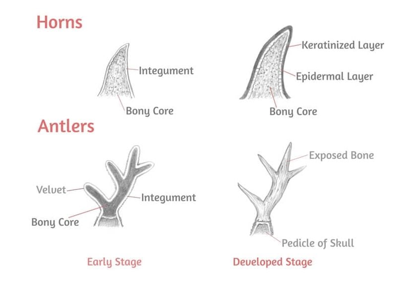 Horn ve Antler Farkı