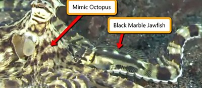 Taklitçi Ahtapotu Taklit Eden Balık!