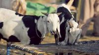 Rawalpindi is Getting 12 Animal Markets for Upcoming Eid-ul-Azha