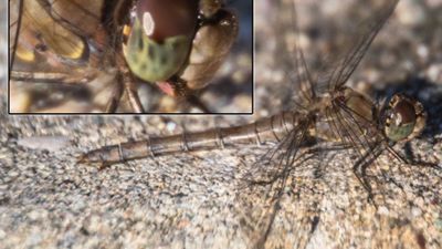 Yaygın yusufçuk (Sympetrum striolatum)