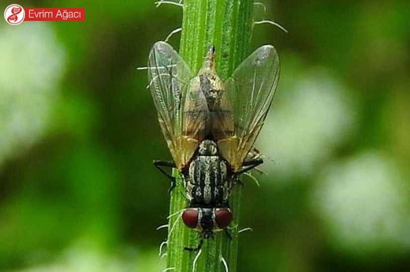 Sakarya'da gözlemlediğimiz bu bireyin dişi olma ihtimali var. Çünkü abdomen (karın) ucundaki sivri uzantı ovipositor (yumurta kanalı) olabilir.