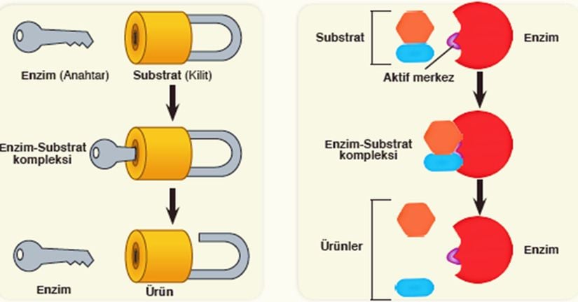 Enzim substrat ilişkisindeki anahtar kilit benzetmesi.