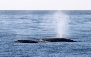 Small Vessels Threaten Migratory Whales