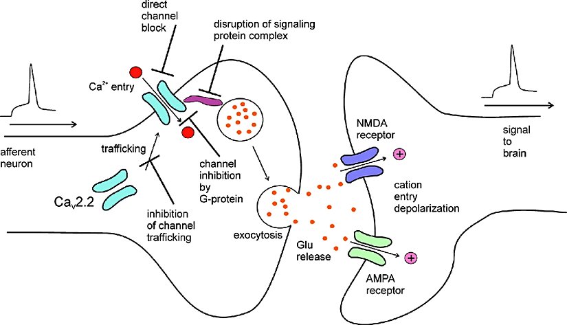 Kalsiyum kanallarının sinaptik transmisyonundaki rolü