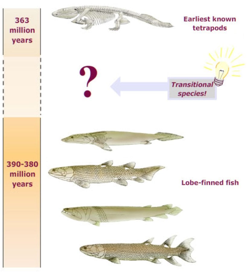 Görseldeki soru işaretini kusursuz olarak dolduracak bir türün bulunması, Evrim Teorisi'nin geçerliliğini sınamak için harika bir fırsat sunuyordu.