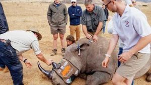 South Africa Launches Radioactive Rhino Horn Project
