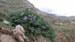 Bugün Patates Yiyebilmenizi Domateslere Borçlu Olabilirsiniz!