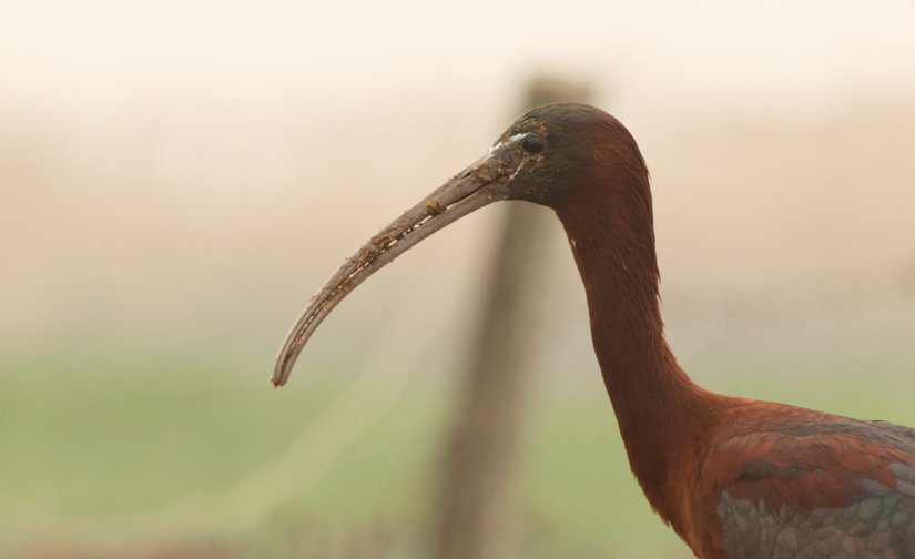 Çeltikçi (Plegadis falcinellus), Manyas.