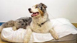 Köpekler Nesneleri Zihinlerinde Canlandırabiliyor!