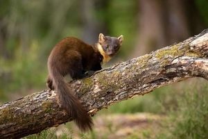 Pine Martens Make Triumphant Return To Exmoor