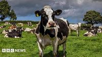 Bluetongue: First suspected case of the virus in Ireland