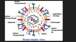 Herpes Virüsü ve Travmaya Bağlı Alzheimer Riski