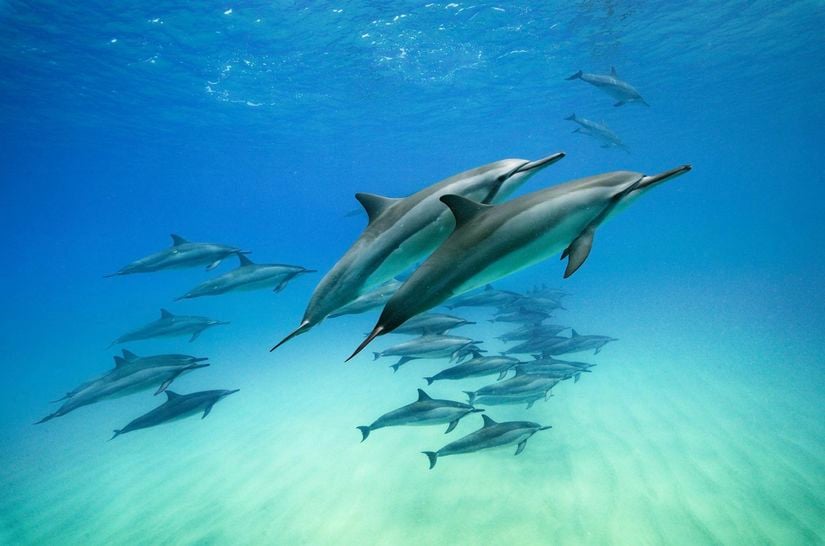 Hawaii/Oahu sularına gelen dönücü yunuslar (Stenella longirostris), geceleri derin sularda beslenirken; sabahın erken saatlerinde resife dönüp, dinlenirler ve sosyal ilişkiler kurarlar. Ayrıca üzerlerine tutunan remoraları (Echeneidae) düşürmek ve iletişim kurmak amacıyla sık sık dönme ve dolanma hareketi yaparlar.