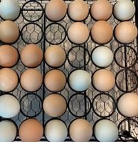 EGG PRICES STILL RISING RAPIDLY AMID AVIAN FLU OUTBREAKS; JUSTICE DEPT. LAUNCHES PRICE GOUGING INVESTIGATION  | East County Magazine