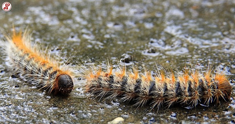 Çam kese böceği (Thaumetopea pityocampa) tırtılı, Samsun.