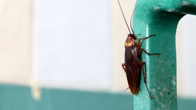 Hamam Böcekleri, Atom Bombası veya Nükleer Kış Gibi Bir Felaketten Sağ Çıkabilir mi?