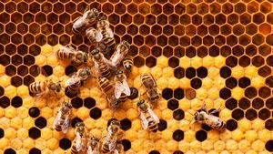 Arıların Ürettiği Propolis, Kanser Tedavisinde Kullanılabilir mi?