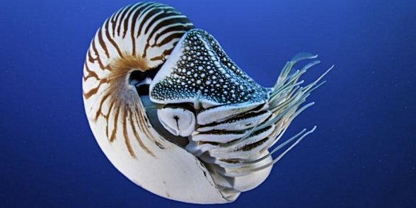 Notilus