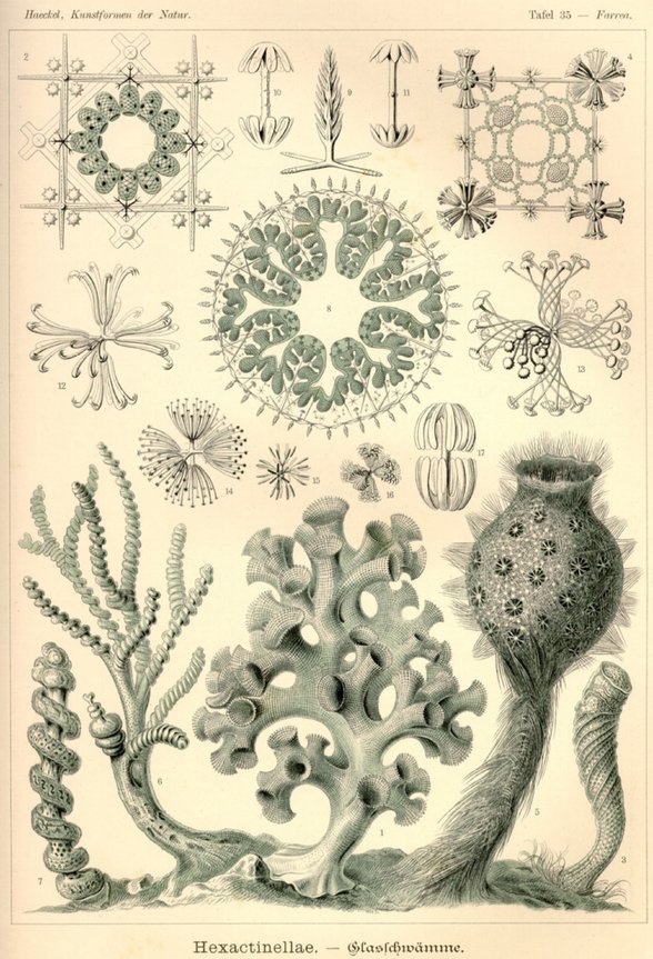 Haeckel, 1904