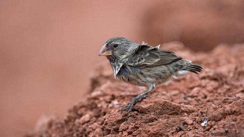 Galapagoslar'dan bir orta yer ispinozu.