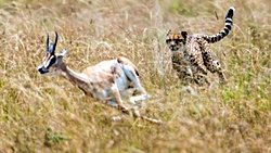 Tür İçerisindeki Zayıf/Uyumsuz Bireylerin Varlıklarını Koruma Nedenlerinin Evrimsel Analizi