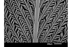 Bir Afrika Kuşu Daha İyi Bir Su Şişesine Nasıl İlham Verebilir?