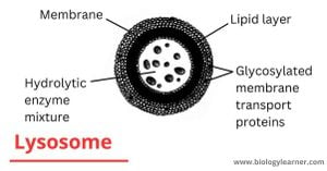 GLMP Protein Enhances Recovery After Spinal Cord Injury