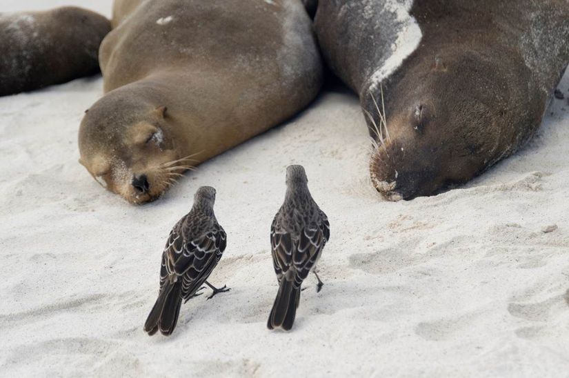 Galapagos alaycıkuşları, deniz aslanlarının ağızlarından avlarını çalarak yeni bir parazitik yöntem geliştirdiler